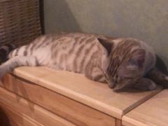 -Cappucimeow猫咪咖啡馆(韦伯时代店)