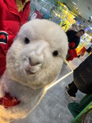 -神奇动物撸宠馆·羊驼·小浣熊·异宠(豫园店)