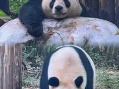 -广州长隆国际大马戏