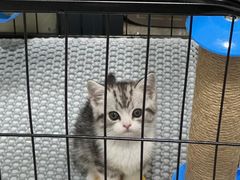 -lincat·猫舍(广州店)