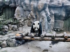 -北京动物园