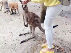 -悉尼歌剧院
