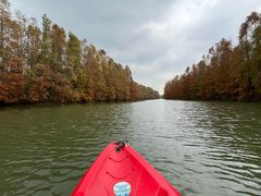 -上海海湾国家森林公园