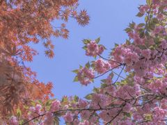 -青枫公园