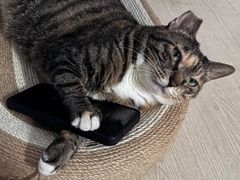 -动物缘宠物医院·骨科·猫科(西二环店)