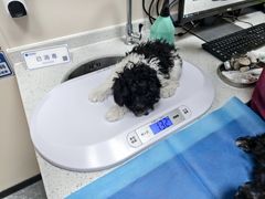 -芭比堂动物医院·CT·微创中心(新顺分院)