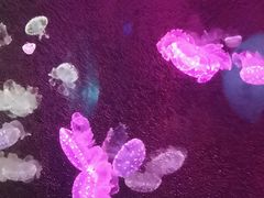 -太平洋海底世界