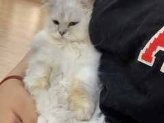 -李小姐の猫咖啡馆(五角场店)