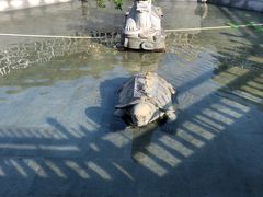 -凤凰山公园-龙王古庙