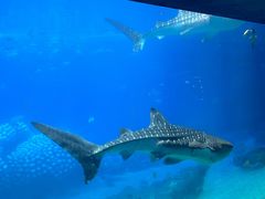 -珠海长隆海洋王国