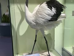 -盐城丹顶鹤湿地生态旅游区