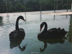 -行者书屋大堂吧 ·下午茶(南京圣和府邸酒店)