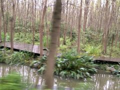 -合肥滨湖国家森林公园