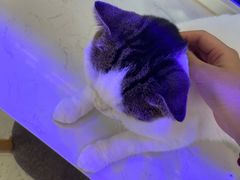 -喵园·猫主题咖啡厅·撸猫·猫咖(国贸店)