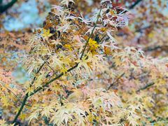 -重庆中央公园(渝北区)