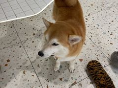 -柴务处·柴犬主题狗咖