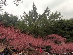 -重庆彩云湖湿地公园