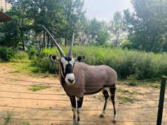 -大连森林动物园