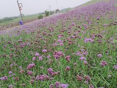 -大塘金香草谷