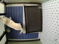 -趣玩宠物乐园寄养训犬训狗游泳池