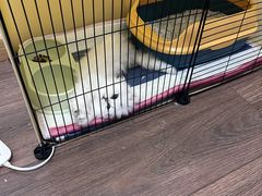 -欣宠猫屋·矮脚拿破仑·蓝金金渐层