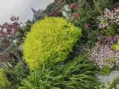 -荷兰花海