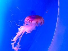 -芜湖新华联大白鲸海洋公园