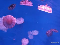 -福州罗源湾海洋世界旅游区