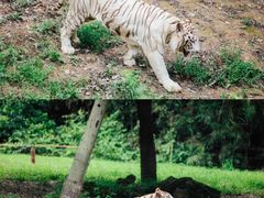 -杭州野生动物世界