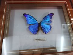 -上海大自然野生昆虫馆(东方明珠·爬宠昆虫探索中心)