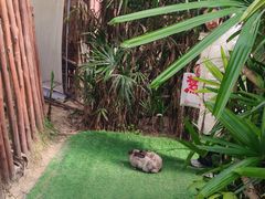 -呀路古热带植物园