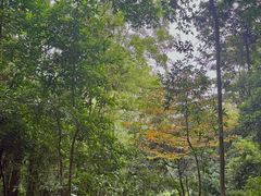-火炉山森林公园