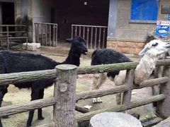 -昆明动物园