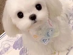 -乡党臊子面(丰庆公园店)