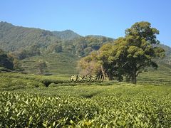 -香芙茗茶楼(梅家坞总店)