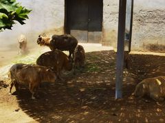 -西霞口神雕山野生动物世界