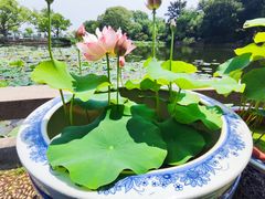 -无锡蠡湖国家湿地公园-蠡园