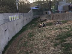 -石家庄市动物园