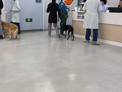-中国农业大学动物医院