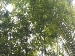 -川西竹海景区