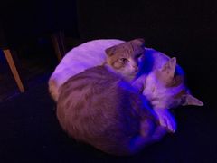 -星宿秘码(鼓浪屿老店)