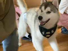 -Husky Go! 哈士奇体验馆·宠物咖啡厅狗咖