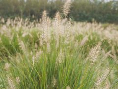 -白鹭湾湿地公园