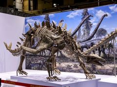 -国家自然博物馆