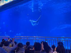 -烟台海昌鲸鲨海洋公园