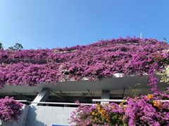 -深圳仙湖植物园