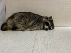 -浣熊柯尔鸭土拨鼠·电玩咖