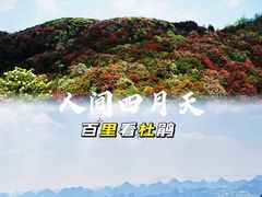 -贵州百里杜鹃风景名胜区
