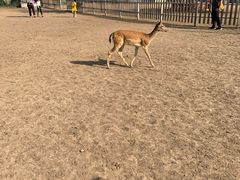 -北京麋鹿生态实验中心