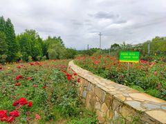 -桤木河湿地公园